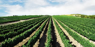 Üzümün Bağlardan Masamıza Yolculuğu ve Troya