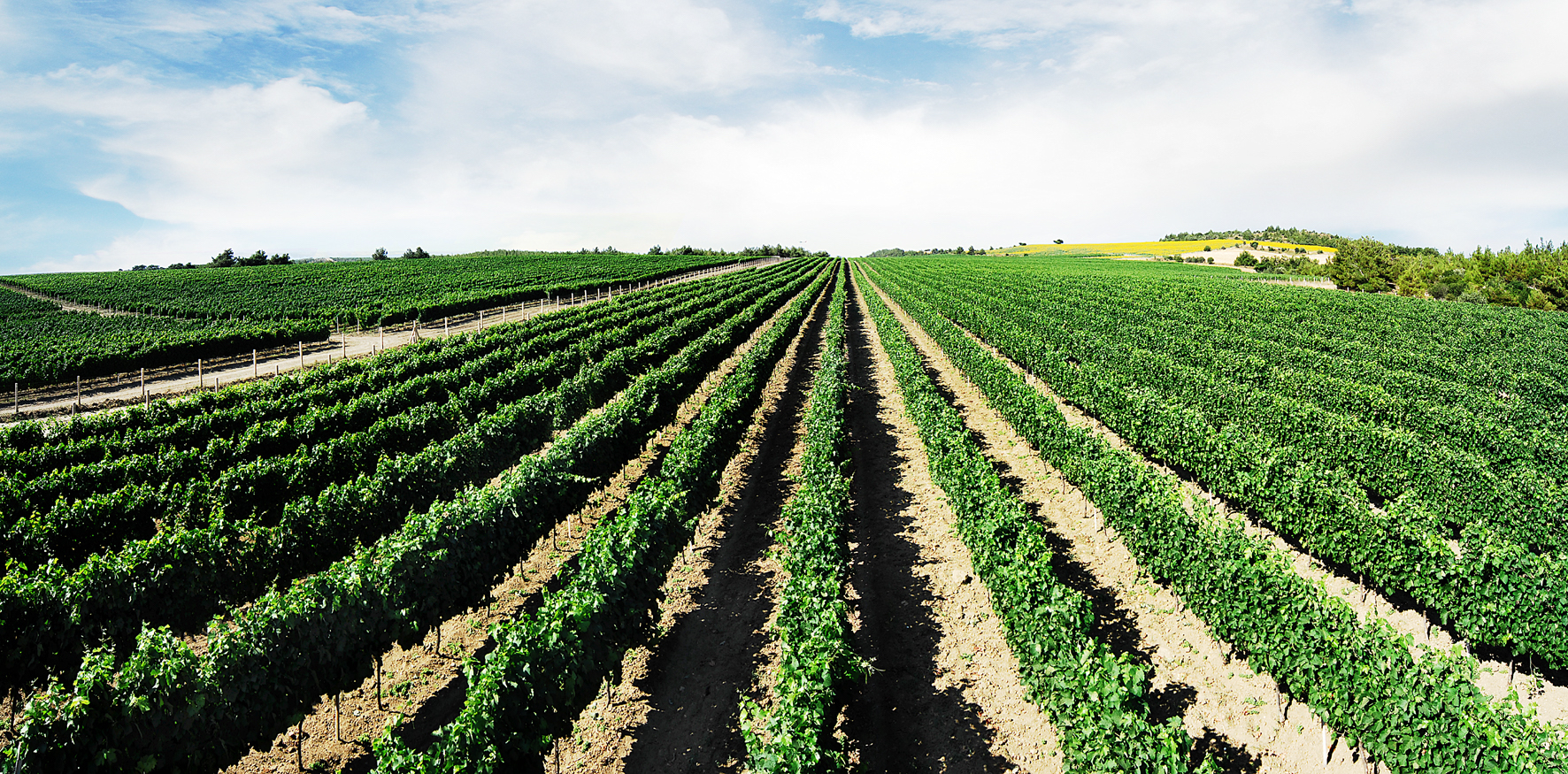 Üzümün Bağlardan Masamıza Yolculuğu ve Troya