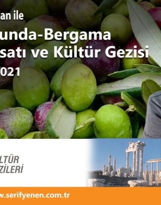 zeytin hasatı ayvalık
